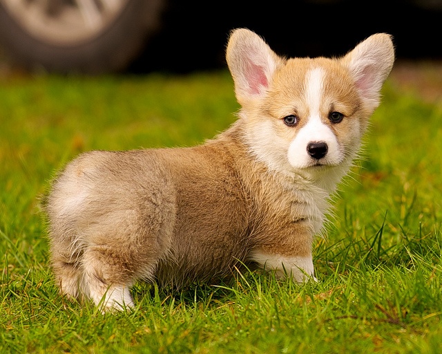 do corgi puppies shed