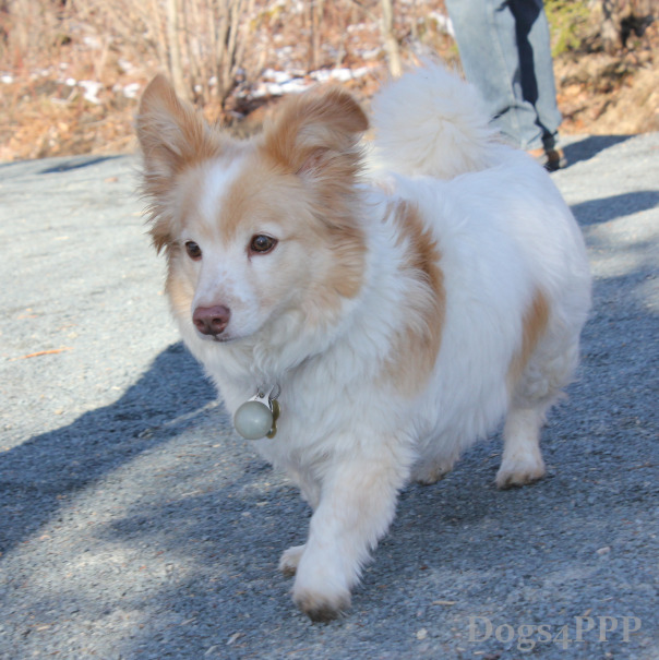 what is a corgi mixed with