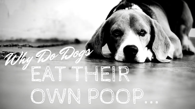 Why Do Dogs Eat Poop from Other Animals Or their Own